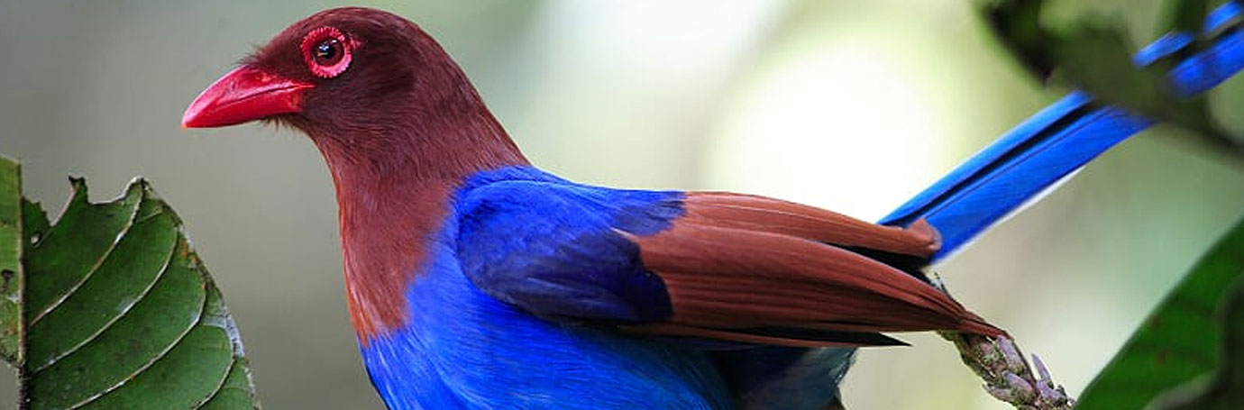 Sri Lanka Birding